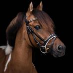 Knappe leuke b pony, Dieren en Toebehoren, Paarden, Ruin, B, Minder dan 160 cm, 7 tot 10 jaar
