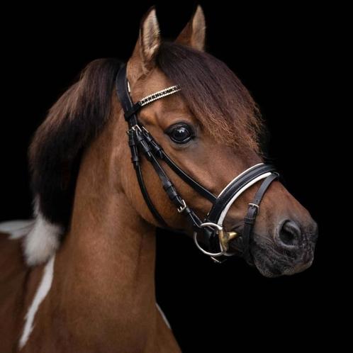 Knappe leuke b pony, Dieren en Toebehoren, Paarden, Ruin, B, Minder dan 160 cm, 7 tot 10 jaar