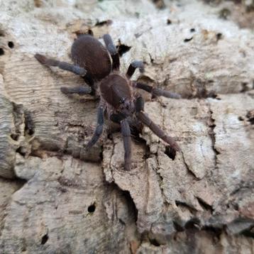 5x Hysterocratus gigas vrouw beschikbaar voor biedingen