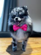 Pommeriaan teefje merle mini, Dieren en Toebehoren, Honden | Chihuahua's en Gezelschapshonden, Overige rassen, 1 tot 2 jaar, Teef