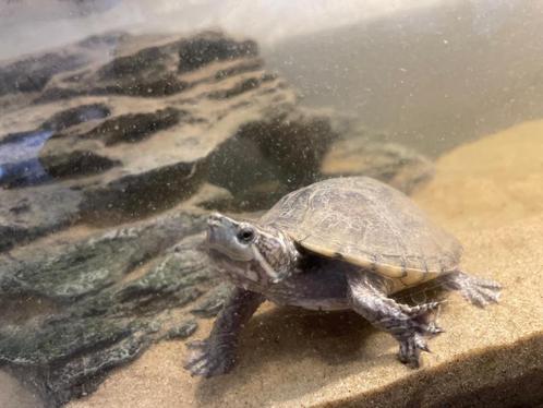 GEZONDE JONGE MUSKUSSCHILDPAD met bak en toebehoren, Dieren en Toebehoren, Vissen | Aquaria en Toebehoren, Nieuw, Gevuld zoetwateraquarium