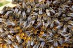 Carnica P Moer 2024, Dieren en Toebehoren, Insecten en Spinnen, Bijen