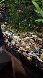 Zoetwater slakjes - ca. 100 stuks, Dieren en Toebehoren, Slak of Weekdier, Zoetwatervis