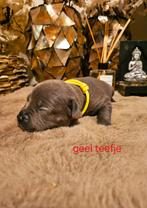 American Bully pups beschikbaar, Overige rassen, 8 tot 15 weken, Meerdere, Meerdere dieren