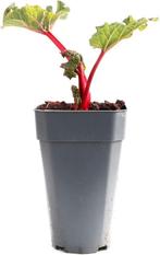 Gezocht rode rabarber, Tuin en Terras, Planten | Tuinplanten, Overige soorten, Volle zon, Vaste plant, Ophalen of Verzenden