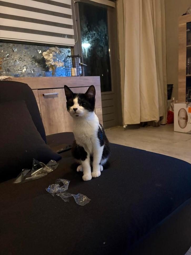 1lieve zwart met wit poesje, Dieren en Toebehoren, Katten en Kittens | Raskatten | Korthaar, Meerdere dieren, Ontwormd