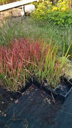 15 soorten Siergrassen hortensia carex zegge siergras plant, Ophalen, Vaste plant, Siergrassen, Halfschaduw