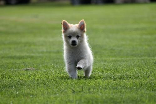 4 super schattige kruising keeshondjes pups, Dieren en Toebehoren, Honden | Chihuahua's en Gezelschapshonden, Reu, Overige rassen