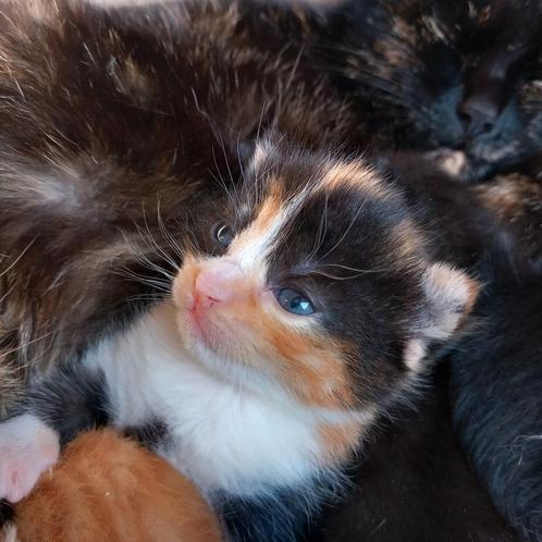 2 prachtige nestjes kittens, Dieren en Toebehoren, Katten en Kittens | Overige Katten, Kortharig, Meerdere dieren, 0 tot 2 jaar