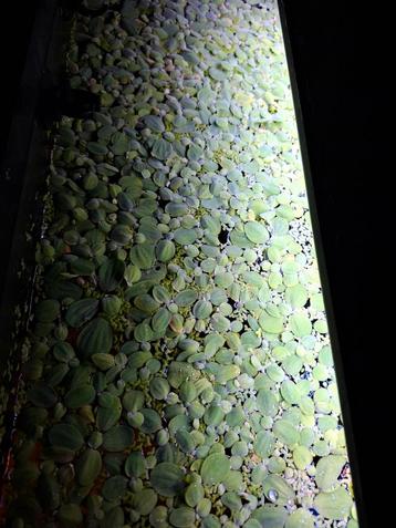 Kikkerbeet drijfplant beschikbaar voor biedingen