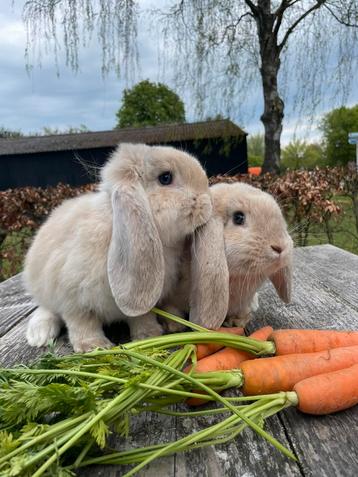 Gecastreerde franse hangoor rammen beschikbaar voor biedingen