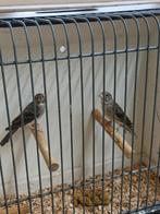 Witstuitedelzangers., Meerdere dieren, Tropenvogel, Geringd