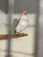 Wit bonte putter van 2025, Mannelijk, Wildzangvogel