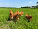 Jonge tamme New Hampshire kippen hennen gesekst en ingeënt, Dieren en Toebehoren, Pluimvee, Vrouwelijk, Kip