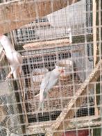 Halsbanden, Meerdere dieren, Overige soorten