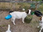Afrikaanse boerbok geiten (geiten en bokken), Dieren en Toebehoren, Schapen, Geiten en Varkens, Meerdere dieren, Geit