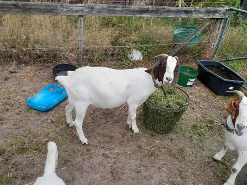 Afrikaanse boerbok geiten (geiten en bokken), Dieren en Toebehoren, Schapen, Geiten en Varkens, Geit, Meerdere dieren