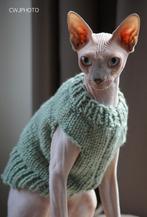 KOUD? Warme trui kattenkleding Sphynx Rex Kitten kat Cornish, Ophalen of Verzenden, Nieuw