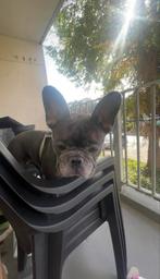 Franse Bulldog Mekkie zoekt een nieuw huisje, Dieren en Toebehoren, Honden | Bulldogs, Pinschers en Molossers, Teef, Bulldog, Eén hond