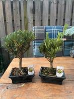 Diverse bonsai, Ophalen of Verzenden, Zomer, Overige soorten