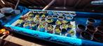 Goudsbloem (Calendula), Tuin en Terras, Kweekspullen, Ophalen of Verzenden, Nieuw