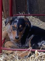 Australian Shepherd pups, Dieren en Toebehoren, 8 tot 15 weken, Meerdere, Meerdere dieren, Middel
