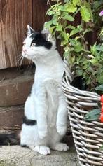 Boerderij kittens 12 weken, Dieren en Toebehoren, Katten en Kittens | Overige Katten, Meerdere dieren, Kortharig, 0 tot 2 jaar