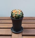 Gymnocalycium mihanovichii variegata | Ø7,5cm H13cm, Ophalen of Verzenden, Cactus, Minder dan 100 cm