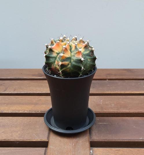 Gymnocalycium mihanovichii variegata | Ø7,5cm H13cm, Huis en Inrichting, Kamerplanten, Cactus, Minder dan 100 cm, Ophalen of Verzenden
