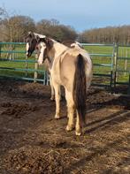 Leuke Grullo bonte C pony ruin, Dieren en Toebehoren, Pony's, Gechipt, Ruin, Niet van toepassing, 0 tot 2 jaar
