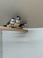 Bichenowastrilde Koppels, Meerdere dieren, Wildzangvogel