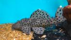 L264 Sultan pleco Leporacanthicus joselimai, Vis, Zoetwatervis
