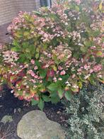 Hortensia ( GRATIS ), Tuin en Terras, Volle zon, Vaste plant, Zomer, Ophalen