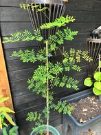 Flamboyant Delonix regia, Ophalen, Volle zon, Overige soorten