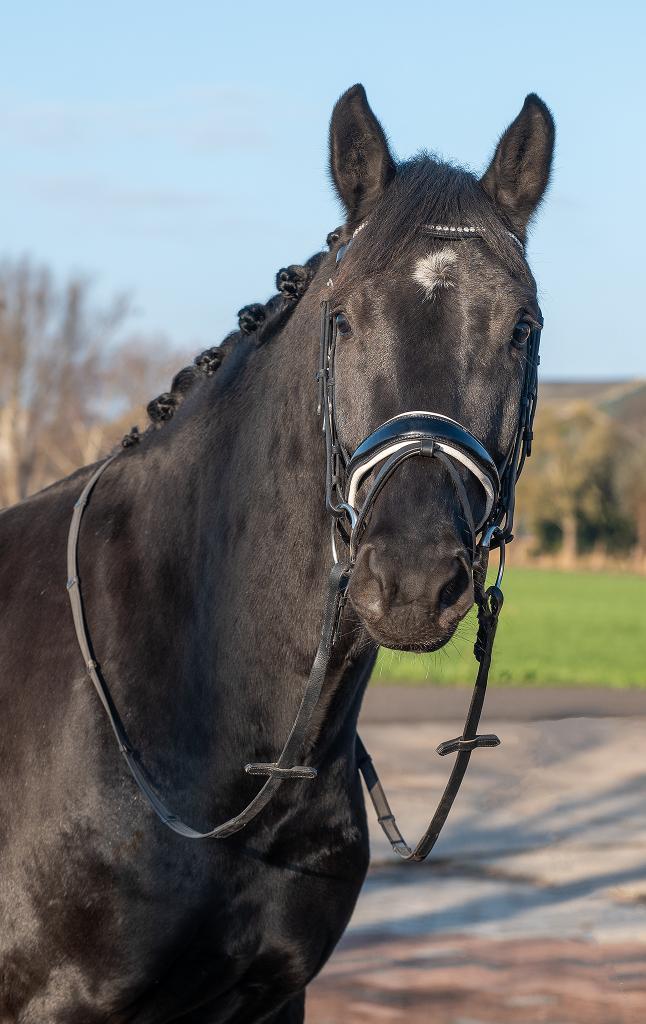 Getalenteerde 4 jarige ruin (van Glock's Toto JR), Dieren en Toebehoren, Paarden, Ruin, L, 160 tot 165 cm, 3 tot 6 jaar, Dressuurpaard
