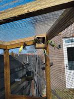 Diverse bastaarden kanarie, Dieren en Toebehoren, Vrouwelijk