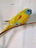 Turquoisine parkieten mooie grote volle vogels, Dieren en Toebehoren, Vogels | Parkieten en Papegaaien, Meerdere dieren, Parkiet