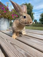 Vlaamse reus, Dieren en Toebehoren, Konijnen, Vrouwelijk, Groot