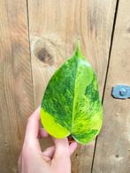 Monstera deliciosa variegata plant lemon lime aurea green, Ophalen of Verzenden, Halfschaduw, Minder dan 100 cm