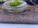 Garnalen mix voor aquarium, Kreeft, Krab of Garnaal, Zoetwatervis, Schoolvis