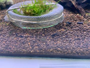 Garnalen mix voor aquarium beschikbaar voor biedingen