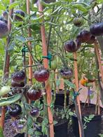 Zaden tomaat black ball / zwarte tomaat, Verzenden, Volle zon
