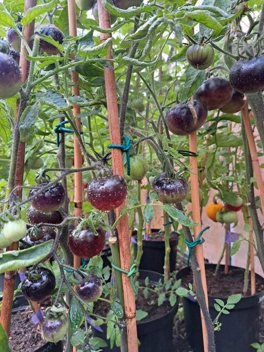 Zaden tomaat black ball / zwarte tomaat, Tuin en Terras, Bloembollen en Zaden, Volle zon, Verzenden