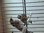 Te koop een koppel putters voor 150 euro., Dieren en Toebehoren, Vogels | Overige Vogels, Meerdere dieren, Wildzangvogel, Geringd
