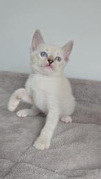 Ragdoll x Bengaal - katertje kitten, Kater, Gechipt, 0 tot 2 jaar