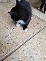 Lieve kittens, Dieren en Toebehoren, Katten en Kittens | Overige Katten, Meerdere dieren