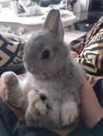 Jonge tamme dwerg konijntjes. Echte dwergjes!!, Dieren en Toebehoren, Konijnen, Meerdere dieren, Dwerg