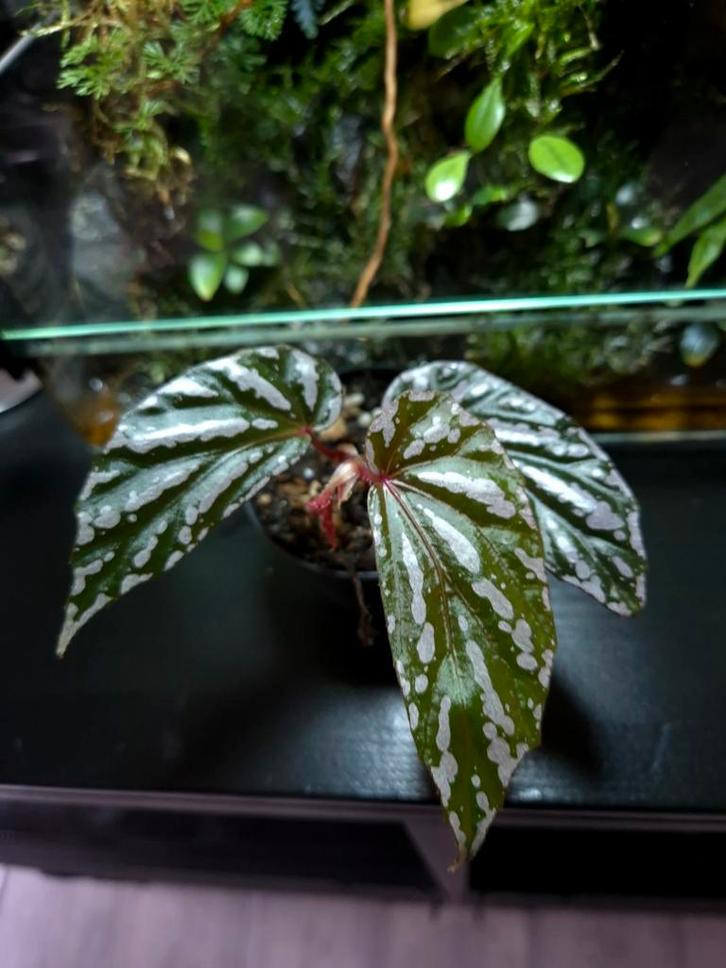 Begonia sp, Huis en Inrichting, Kamerplanten, Minder dan 100 cm, Halfschaduw, Ophalen of Verzenden