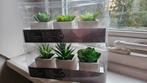 6 kleine decoratie nep plantjes, Ophalen, Zo goed als nieuw, Tak, Plant, Rots of Steen