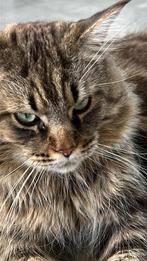 Nieuw huisje gezocht voor grote Maine Coon later, Kater, Gechipt, 3 tot 5 jaar